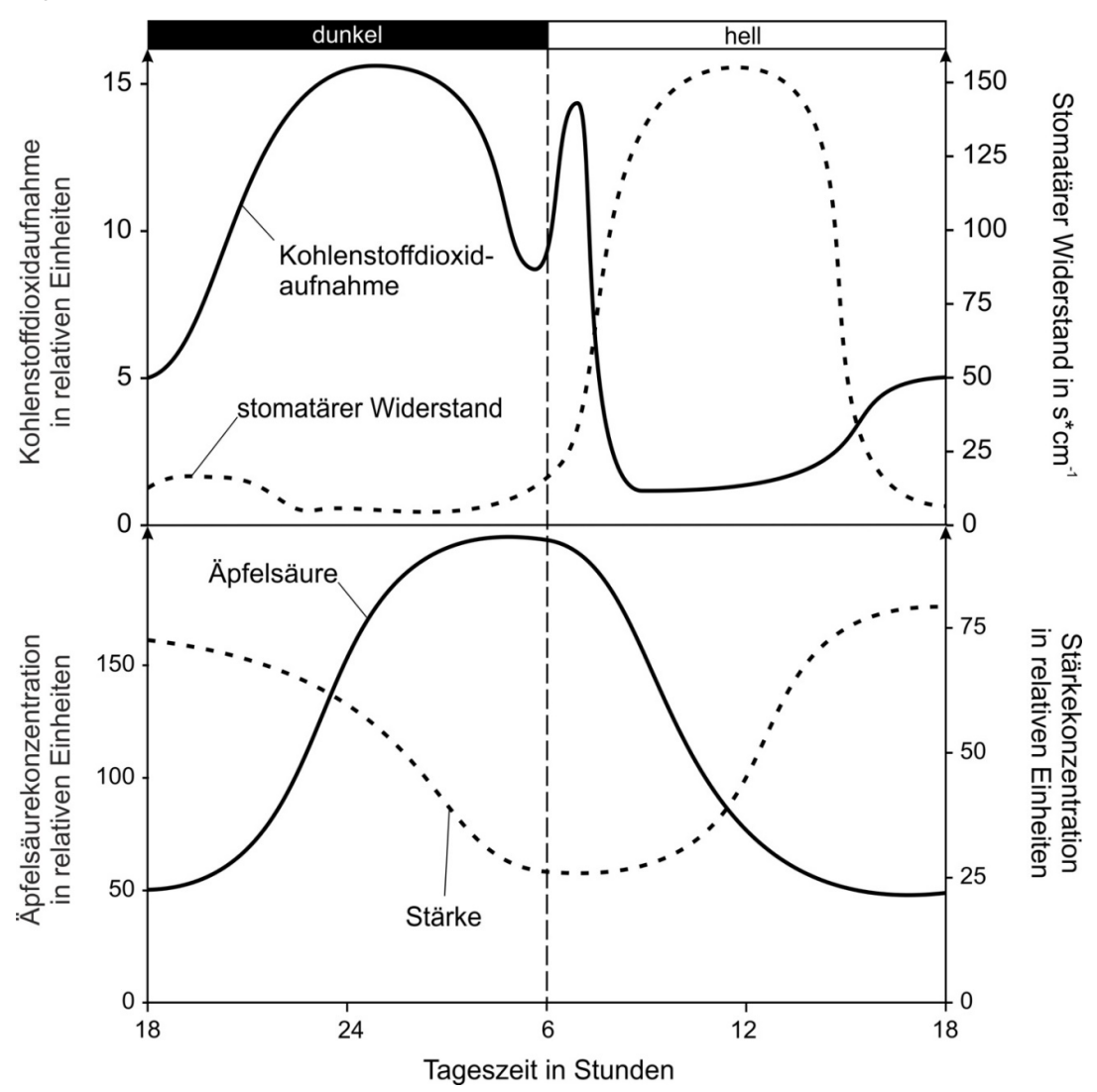 Graph: Tagesverlauf von CO2-Aufnahme, stomatärem Widerstand, Äpfelsäure- und Stärkegehalt (dunkel/hell)